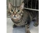 Adopt Klarissa a Brown Tabby Domestic Shorthair / Mixed (short coat) cat in