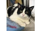 Adopt Lucille a Domestic Short Hair