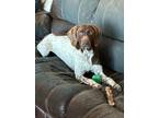 Adopt Roxie a German Shorthaired Pointer