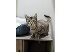 Adopt Cinnamon S a Domestic Medium Hair, Tabby