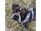 Adopt Oreo FOSTER NEEDED a Pit Bull Terrier