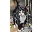 Adopt Kati L. a Black & White or Tuxedo Domestic Shorthair / Mixed (short coat)