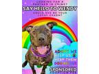 Adopt Wendy a American Staffordshire Terrier, American Bully