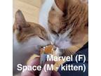 Adopt Marvel and Space a Domestic Short Hair