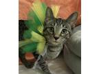 Adopt Toby K a Domestic Shorthair / Mixed (short coat) cat in Columbus