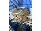 Adopt Jelly a Domestic Shorthair / Mixed (short coat) cat in Hartford City
