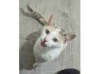 Adopt Cardi a Domestic Short Hair