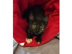 Adopt Tayla a Domestic Shorthair / Mixed cat in Salt Lake City, UT (38574315)