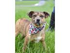 Adopt Maisie - Adoptable a Terrier, Mixed Breed
