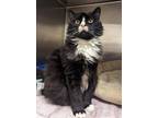 Adopt Harrison Ford a Domestic Mediumhair / Mixed (long coat) cat in Fall River