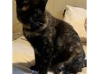 Adopt bandit a Tortoiseshell