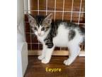 Adopt Eeyore (FCID# 06/22/2023 - 138 Jenkintown PS) DC a Brown Tabby Domestic