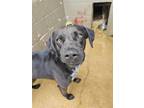 Adopt Moose a Black - with White Labrador Retriever / Mountain Cur / Mixed dog