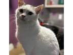 Adopt Sunshine a Domestic Short Hair