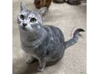 Adopt Halima a Domestic Short Hair