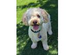 Adopt Narnia a Poodle (Standard) / Mixed dog in El Cajon, CA (38326094)