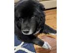 Adopt Joan a Newfoundland Dog, Mixed Breed