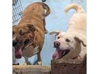 Adopt Marge a Labrador Retriever