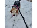 Adopt Hattie a Beagle