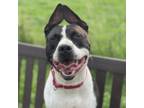 Adopt Cassiopeia a Pit Bull Terrier