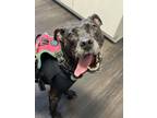 Adopt Airlea a Pit Bull Terrier