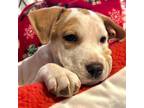 Adopt Macchiato a Beagle, American Staffordshire Terrier