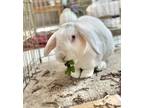 Adopt Ihop a Lop-Eared / Mixed rabbit in Santa Rosa, CA (38581110)