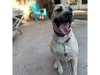 Adopt Ash a Pit Bull Terrier, Rottweiler