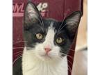 Adopt Celine a Domestic Short Hair