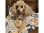 Adopt Punkin (Dallas) a Red/Golden/Orange/Chestnut Poodle (Standard) / Mixed dog