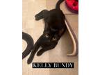 Adopt Kelly Bundy a Domestic Short Hair, Tuxedo