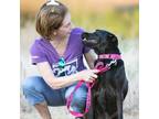 Adopt Maggie a Black Labrador Retriever / Mixed Breed (Medium) / Mixed dog in