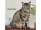 Adopt Samantha a Gray or Blue Domestic Shorthair / Mixed cat in Flower Mound