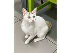 Adopt Angel Food a Domestic Shorthair / Mixed (short coat) cat in Greenville