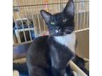 Adopt Sammy a All Black Domestic Shorthair / Mixed cat in Riverside