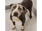 Adopt Trisha a American Staffordshire Terrier