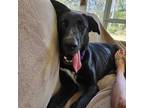 Adopt SHELBY- FOSTER NEEDED a German Shepherd Dog, Great Dane