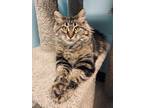 Adopt Patricia a Gray, Blue or Silver Tabby Domestic Longhair (long coat) cat in