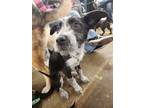 Adopt Zoe a Labrador Retriever, Australian Cattle Dog / Blue Heeler