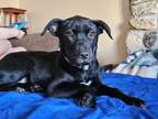Adopt Bliss a Labrador Retriever, Australian Cattle Dog / Blue Heeler
