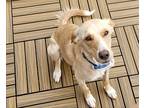 Adopt Jenny a Tan/Yellow/Fawn - with White Labrador Retriever / Hound (Unknown