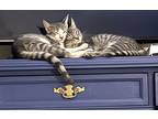 Adopt Spiro a Gray, Blue or Silver Tabby Domestic Shorthair (short coat) cat in