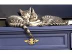 Adopt Teddy a Gray, Blue or Silver Tabby Domestic Shorthair (short coat) cat in