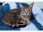 Adopt Maya a Brown Tabby Domestic Shorthair / Mixed (short coat) cat in