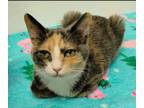 Adopt Delilah (and Coco) a Dilute Calico