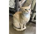 Adopt Luna a Orange or Red Tabby Domestic Shorthair (short coat) cat in