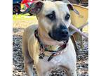 Adopt Eloise aka Belle a Black Mouth Cur, Mixed Breed