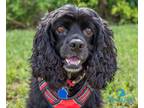 Adopt Mykah a Black Cocker Spaniel / Mixed dog in Cape Coral, FL (38350270)