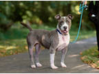 Adopt Lucy a Gray/Blue/Silver/Salt & Pepper Mixed Breed (Large) / Mixed dog in