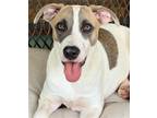 Adopt Sand Dollar a Mixed Breed (Medium) / Mixed dog in Naples, FL (38337998)